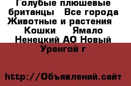 Голубые плюшевые британцы - Все города Животные и растения » Кошки   . Ямало-Ненецкий АО,Новый Уренгой г.